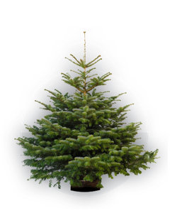 Sapin 250-300cm