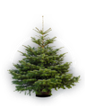 Sapin 300 cm et plus 2025